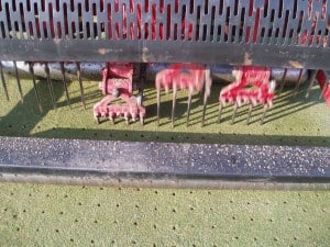 Lawn Deep Tine Aeration
